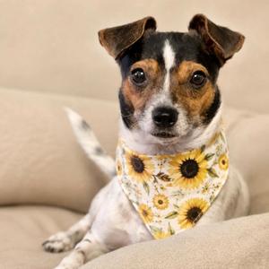 Angela, Chihuahua, adult, available for adoption