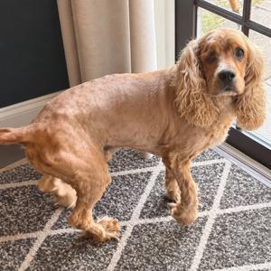 Chance, Spaniel, Cocker, adult, available for adoption