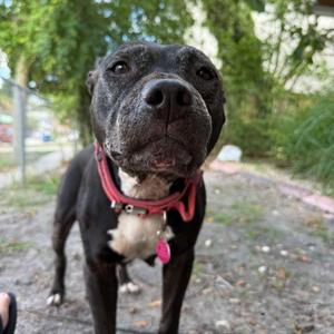 Big Mama, Terrier, Staffordshire Bull, adult, available for adoption