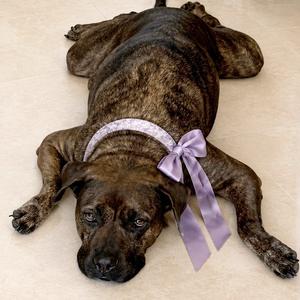 Ash HW +, Terrier, American Staffordshire, adult, available for adoption