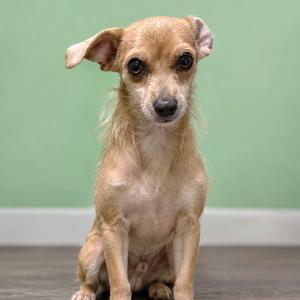 A small, light brown dog with large ears and dark eyes sitting on a wooden floor against a green wall.