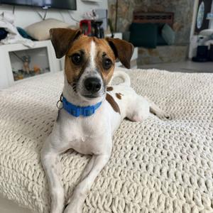 Chuck, Chihuahua, Short Coat, adult, available for adoption