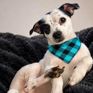 Cooper, Chihuahua, adult, available for adoption