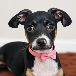 A black and tan dog with a pink bowtie
