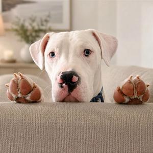 A white dog with blue eyes resting its head and paws on the back of a beige sofa.