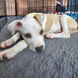 A tan and white pit bull puppy lies on a gray mat in a crate, resting its head on its paws.