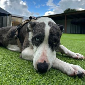 Acadia HW+, Shepherd, Australian, adult, available for adoption