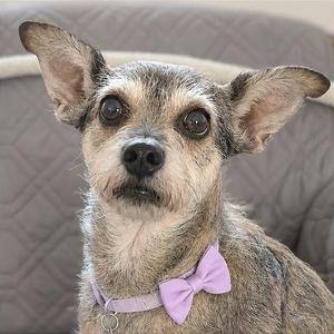 A small, scruffy dog with large ears and a purple bow tie.