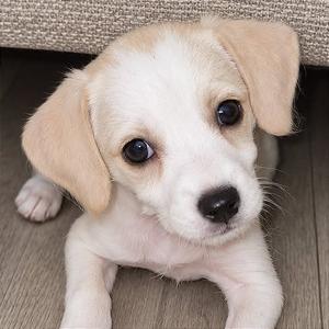 Banshee, Terrier, Wirehaired, puppy, available for adoption