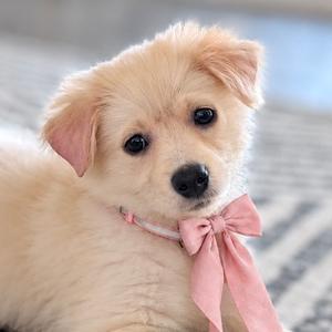A fluffy light-colored puppy with a pink bow around its neck, sitting on a patterned rug.
