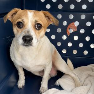 Beethoven, Chihuahua, adult, available for adoption