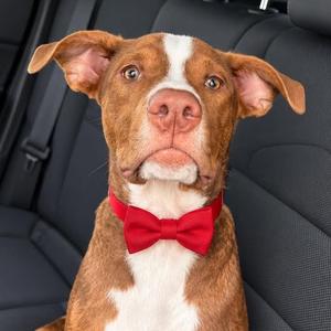 Changity, Shepherd, Dutch, adult, available for adoption