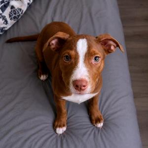 Changity, Shepherd, Dutch, adult, available for adoption