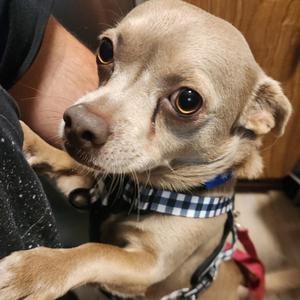 Benji, Chihuahua, adult, available for adoption