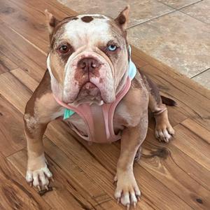 A brown and white dog with blue eyes wearing a pink harness, sitting on a wooden floor.