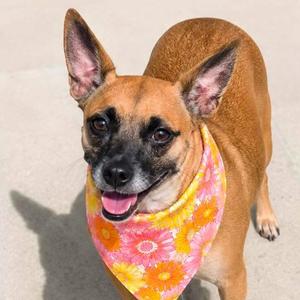 Ariel, Black Mouth Cur, adult, available for adoption