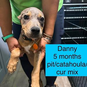 Danny, Catahoula Leopard Dog, puppy, available for adoption