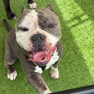 Bubba, Terrier, Pit Bull, adult, available for adoption