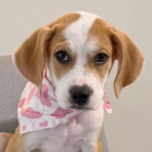 A cute beagle puppy wearing a pink bandana with heart patterns, sitting on a gray surface.