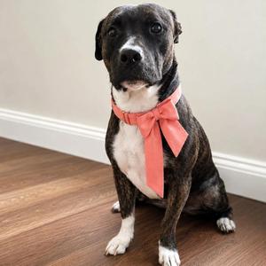 A brindle and white dog wearing a pink bow, sitting on a wooden floor.