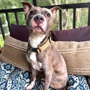 Avaris HW+, Terrier, American Pit Bull, adult, available for adoption