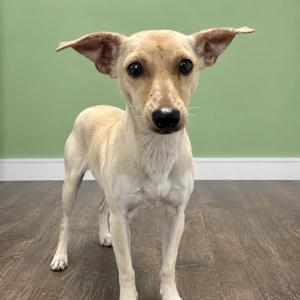A small, light-colored dog with large ears standing on a wooden floor against a green wall.