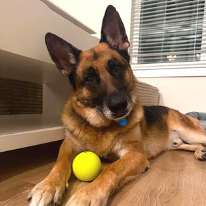 Arthur, Shepherd, German, adult, available for adoption