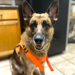 Arthur, Shepherd, German, adult, available for adoption
