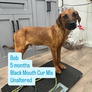 Bob, puppy, available for adoption