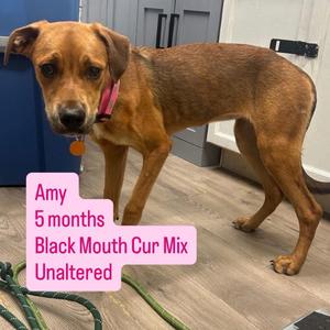 Amy, puppy, available for adoption