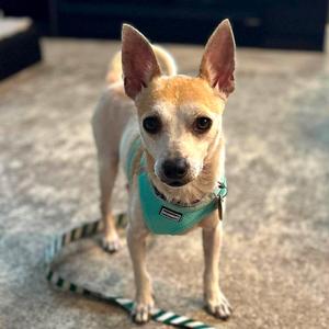 Carlos HW+, Chihuahua, adult, available for adoption