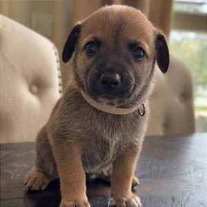 A small brown puppy with floppy ears and a light-colored collar sitting on a dark wooden surface.