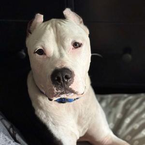 A white dog with a blue collar looking directly at the camera.