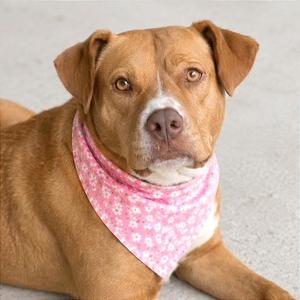 Coco, Bulldog, American, adult, available for adoption