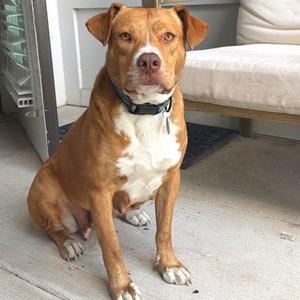 Coco HW+, Bulldog, American, adult, available for adoption