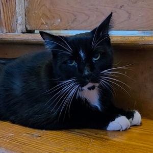 Niko- Fee Waived, adult, available for adoption