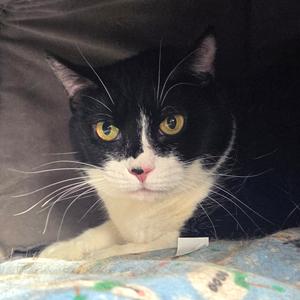 Sophia- Fee Waived, adult, available for adoption