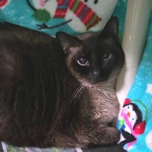 Steve- Fee Waived, senior, available for adoption