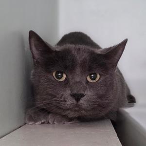 A gray cat with yellow eyes is lying down and looking directly at the camera.