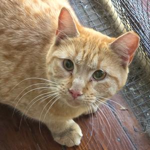An orange tabby cat with green eyes, looking directly at the camera. The cat is sitting on a wooden surface with a wire mesh background.
