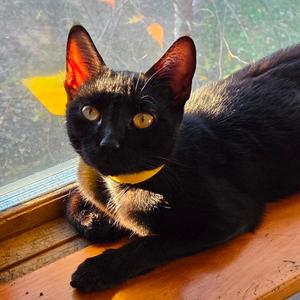 Sylvie- Fee Waived, adult, available for adoption