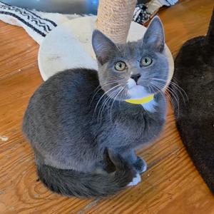 Squirtle, kitten, available for adoption
