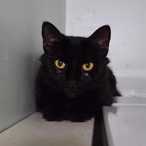 Umbreon- Fee Waived, adult, available for adoption