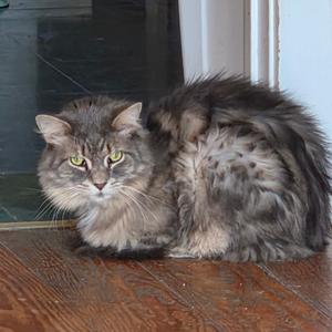 Turbo-Fee Waived, senior, available for adoption