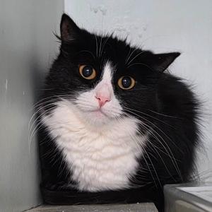 Mickey- Fee Waived, adult, available for adoption