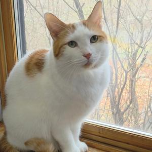 Mr. Mittens- Fee Waived, adult, available for adoption