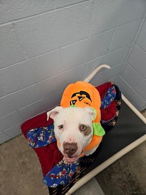 Mack, Mixed Breed, young, available for adoption