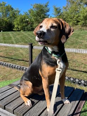 Rex, Mixed Breed, senior, available for adoption