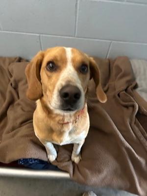 Donner, Mixed Breed, young, available for adoption