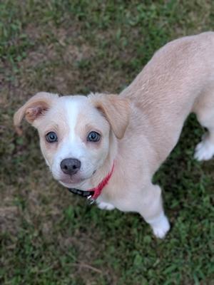 Raja, Mixed Breed, puppy, available for adoption